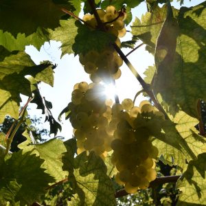 Sonnenlicht im Weinstock