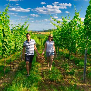 Spaziergang im Weingarten